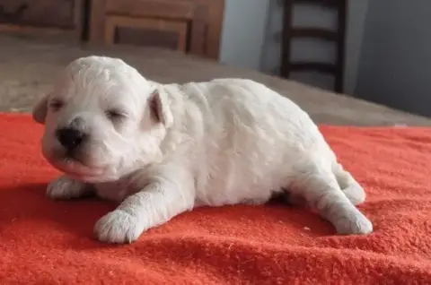 Bichon Frise  Chiot N°2 Des Hirondelles Du Voyage