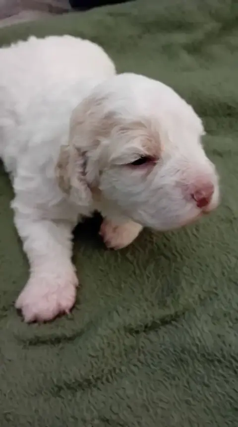 Lagotto Romagnolo  Chiot N°4 De La Colline De Montboy 324c6