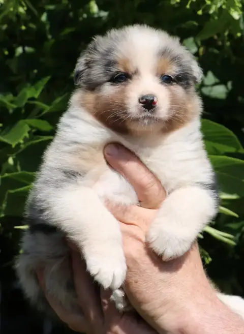 Berger Australien  Chiot N°5 De Windy'Stia