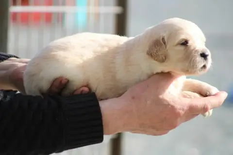 Golden Retriever  Chiot N°4 Des Romarins De Mayerling 5d1bf photo 2