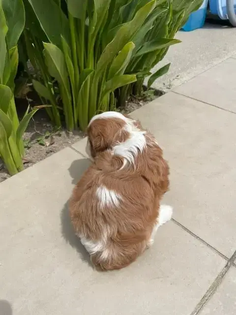 Cavalier King Charles Spaniel  Baloo Des Lutins Malin 228bb photo 2