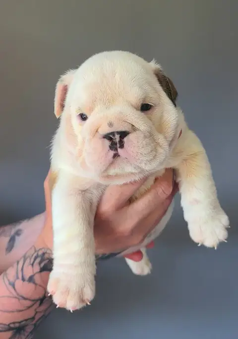 Bulldog Anglais  Bridget My Candy Love Bulldog