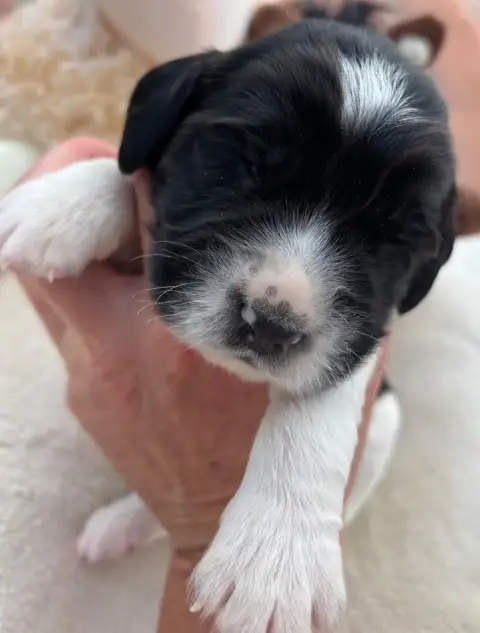 English Springer Spaniel  B.................... Des E d055d