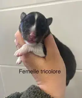 Shetland Sheepdog  Chiot 3 Du Vent De La Harpiniere 6c308