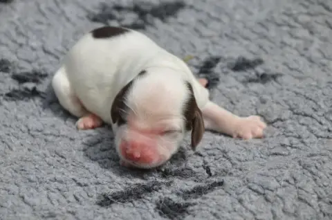 Cocker Spaniel Anglais  Chiot N°5 Chocolat Et Blanc D c5ab7