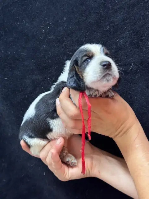 Basset Hound  Baudoin Collier Rouge Tricolore Du Berc e6133 photo 2