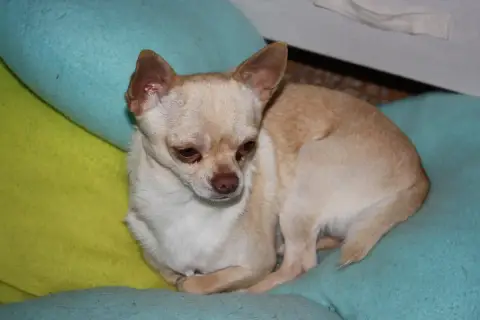 Chihuahua  Bayla Des Hortz Aux Barronnies photo 2