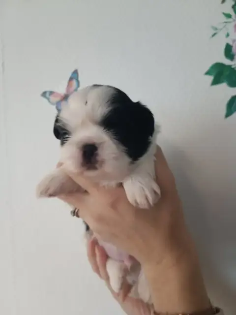 Shih Tzu  Chiot 4 Du Paradis Bleu Indigo