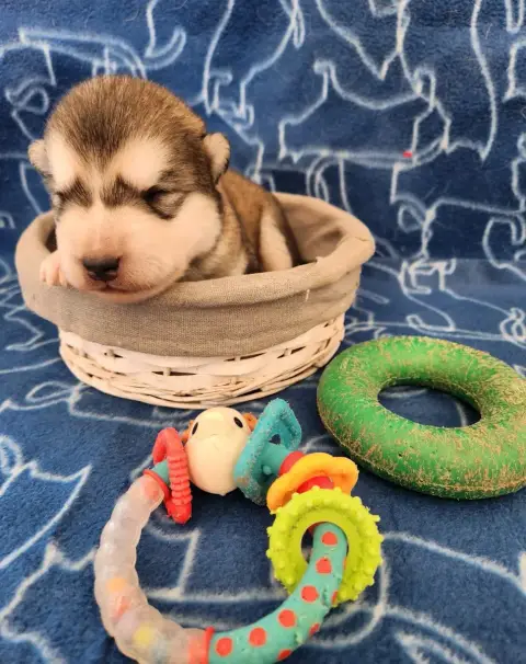 Alaskan Malamute