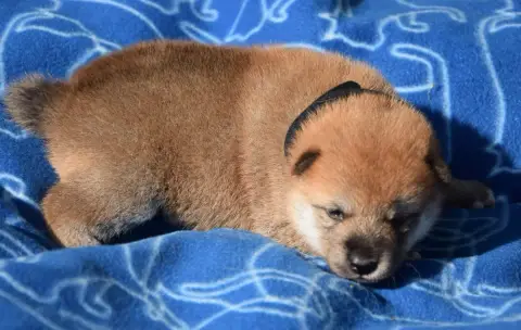 Shiba  Chiot N°2 Collier Noir photo 2