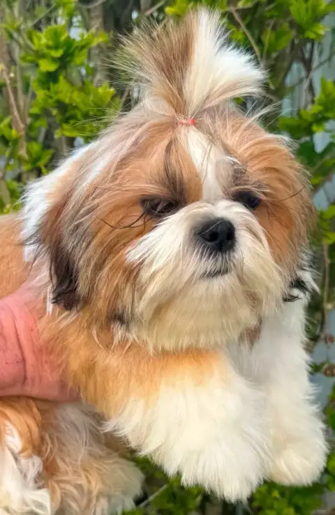 Shih Tzu  Akira Des Merveilles D'Oceane photo 2