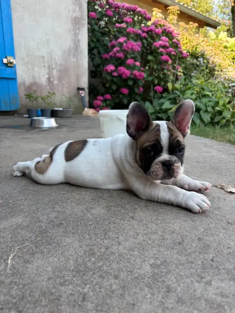 Bouledogue Français  Bunker Du Royaume Des Anges Gard 8fde4 photo 2