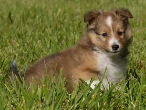 Shetland Sheepdog  Monsieur Barney Du Domaine De Bois 30326 photo 2