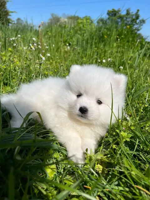 Spitz Japonais  Chiot N°1 De Jerrie Black