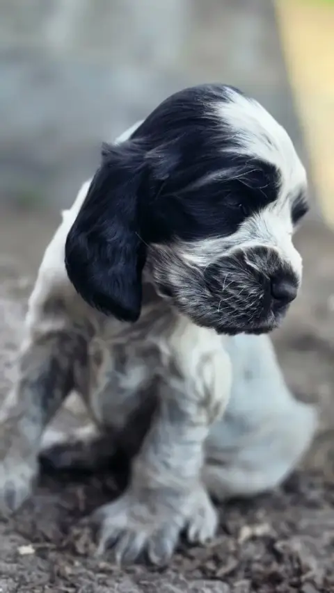 Cocker Spaniel Anglais  Mâle Bleu Clair Des Lacs De L ef27a