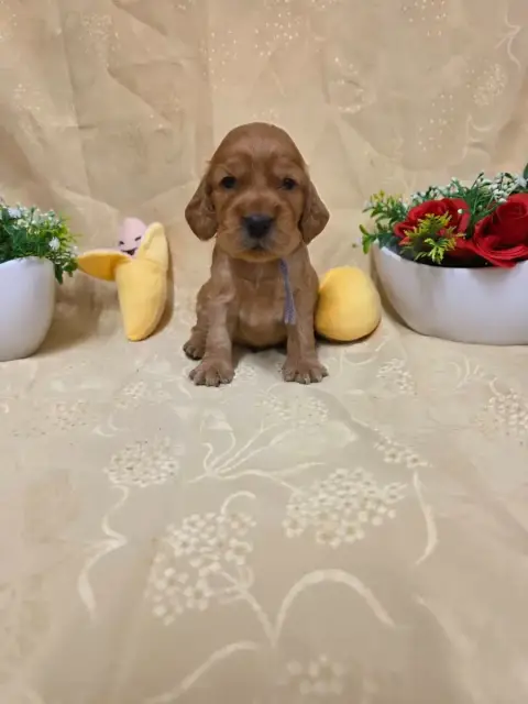 Cocker Spaniel Anglais 
                        B.... be9af