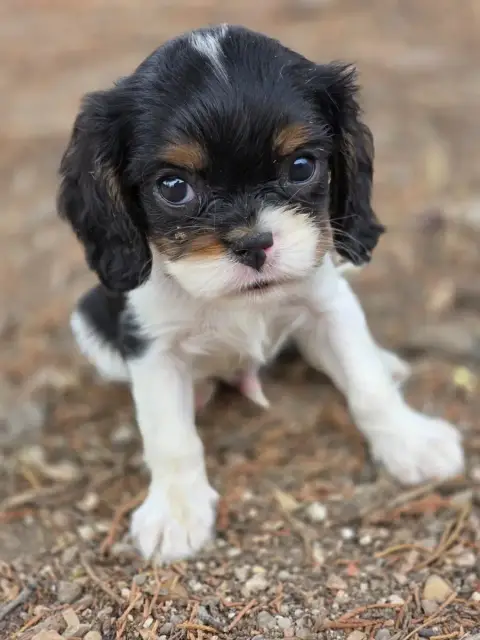 Cavalier King Charles Spaniel  Chiot N°3 Des Deux Che 93665 photo 2