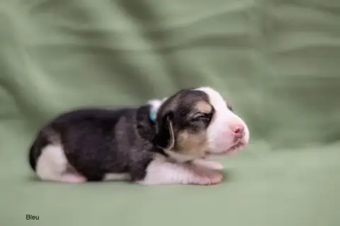 Beagle  Collier Bleu Ciel Du Domaine D'Amandine photo 2