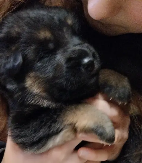 Berger Allemand  Bella Du Fort De Plappeville