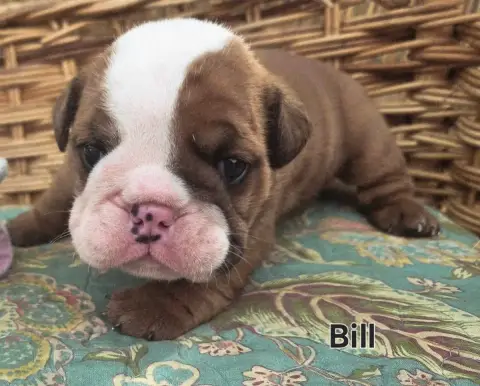 Bulldog Anglais  Bill Of Bulldog For Ever