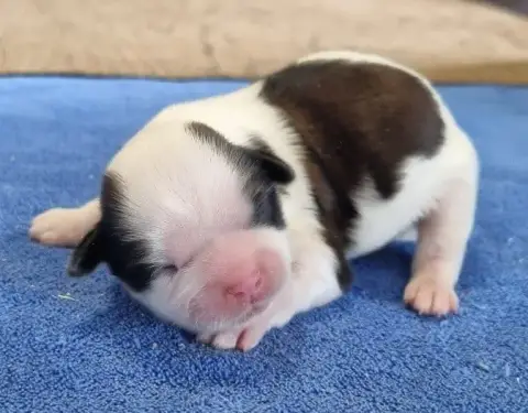 Shih Tzu  Chiot N°1 Des Hirondelles Du Voyage photo 2