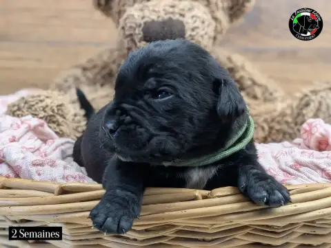 Cane Corso  Collier Guacamole De La Treizieme Legion bcd3e photo 2