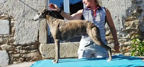 Whippet  Baltazar Du Castel Minervois photo 3