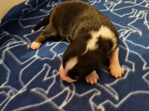 Berger Australien  Chiot 5 De La Rectouresse photo 3