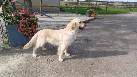 Golden Retriever  Chiot N°5 Du Moulin De Madjurie photo 3