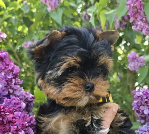 Yorkshire Terrier  Bayan Blue Diamond Doll'S photo 3