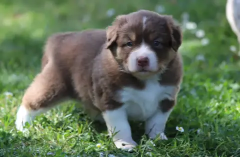 Berger Américain Miniature  Bora-