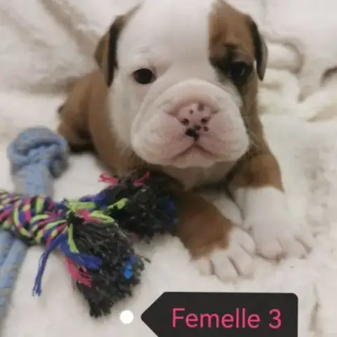 Chiot Bulldog Continental