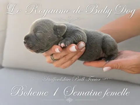 Staffordshire Bull Terrier  Bohême Du Royaume De Baby bf9db