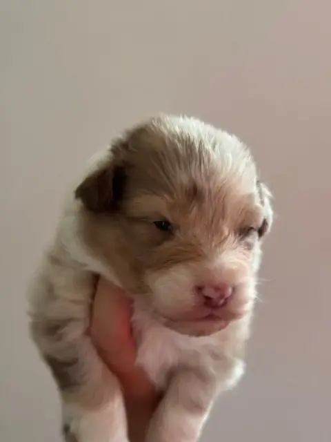 Berger Australien  Born To Live Sheperda