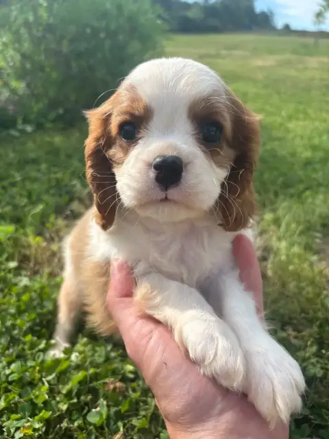 Cavalier King Charles Spaniel  B.....