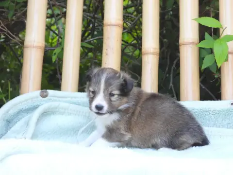 Shetland Sheepdog  Chiot N°1 Du Sapin Vert photo 2