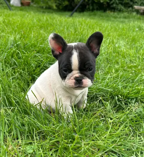 Bouledogue Français  Brenda Moor Du Val De Capsil
