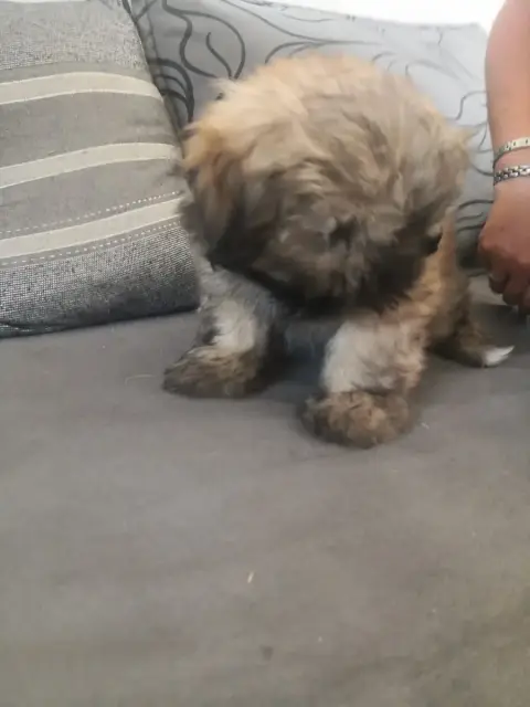 Lhassa Apso  Bibus A Pazzia D'Aurelia photo 2