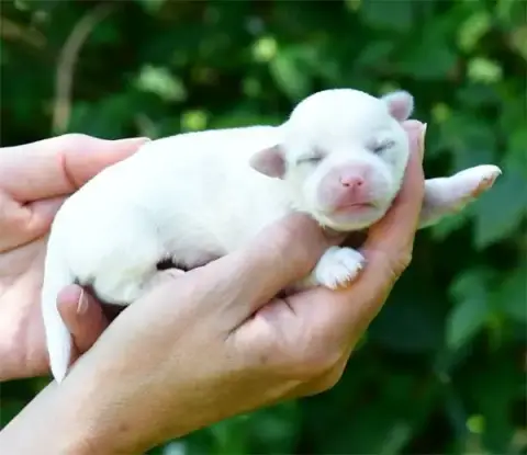Coton De Tulear  Chiot N°4 De Dame Nature