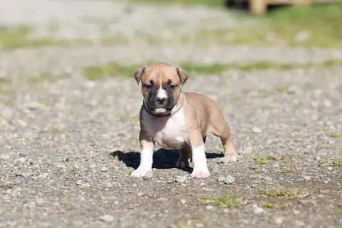 American Staffordshire Terrier  Chiot Collier Gris De 2dc99 photo 2