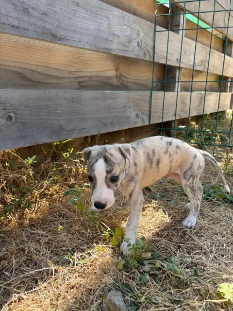 Whippet 
                        Chiot N°1 Des Soft M 3071a photo 2