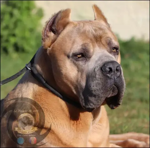 Cane Corso  Collier Orange I Have A Dream photo 2