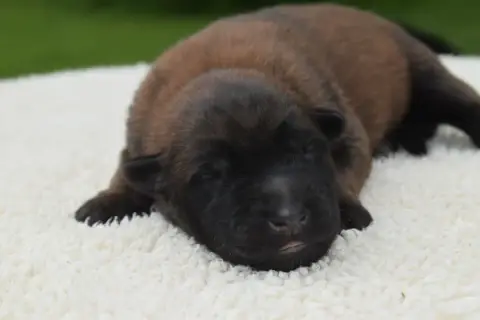 Berger Belge  Chiot 6 Du Millésime Champenois