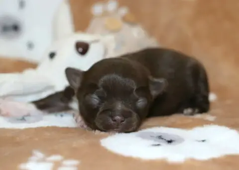 Chihuahua  Chiot N°3 Voxel Ux