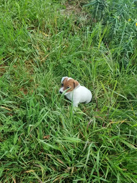 Jack Russell Terrier  Bianca La Seigneurie Du Domaine 6e352 photo 2