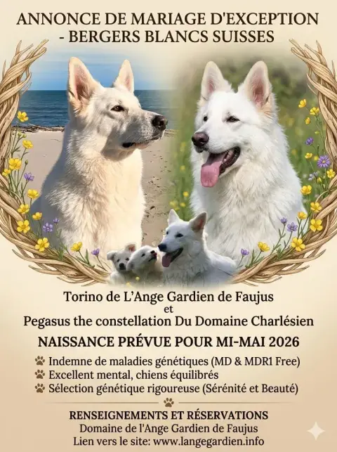 Berger Blanc Suisse  Chiot N°8 De L'Ange Gardien De F 1db9a