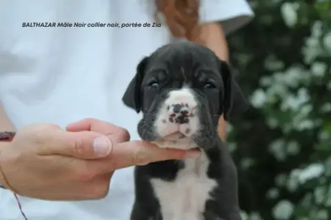 Dogue Allemand  Balthazar Du Clos Du Bonheur