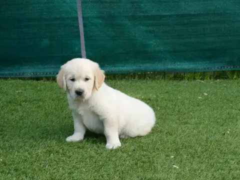 Golden Retriever  Male Collier Violet Du Temps Des Am ceb02