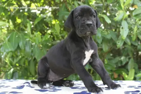 Dogue Allemand photo 2