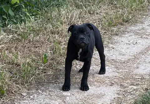 Staffordshire Bull Terrier  Athena Des Guerriers D'Am f89f7